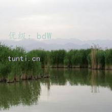 û